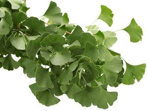 Ginkgo Biloba – arborele vietii